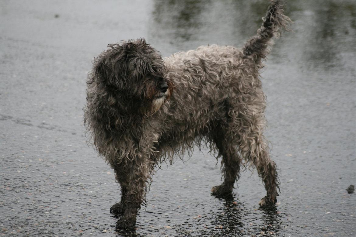 Blanding af racer Marta billede 17