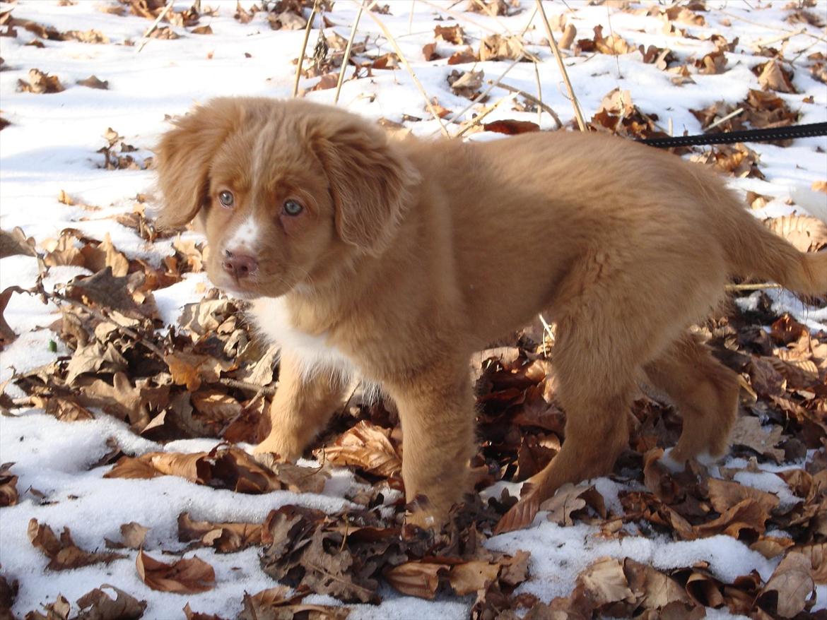 Nova scotia duck tolling retriever Redborn first Contact (Dixie) [Himmelhund] - 11 uger billede 33