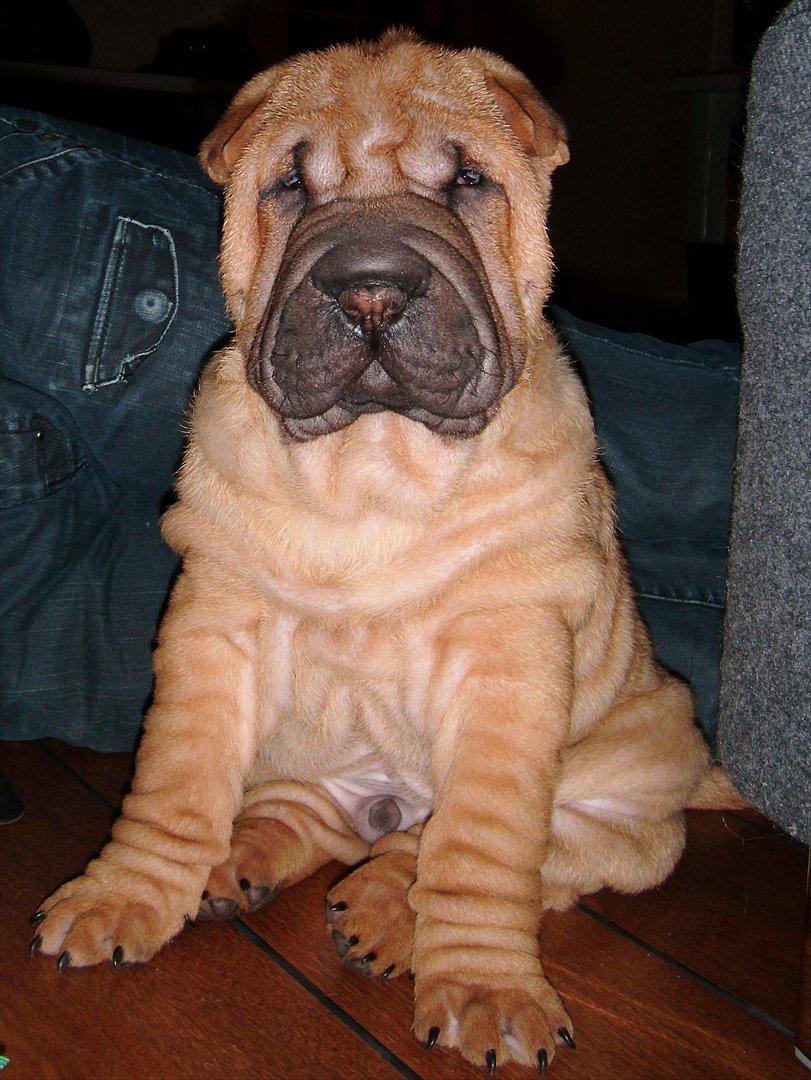 Shar pei Min Nanni ally´s Nemo/ Nemo i daglig tale - Min Nanni Ally´s Nemo  billede 5