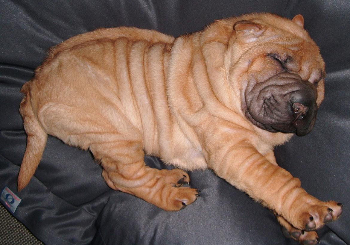 Shar pei Min Nanni ally´s Nemo/ Nemo i daglig tale - Det var en hård dag at flytte hjemmefra på  billede 7