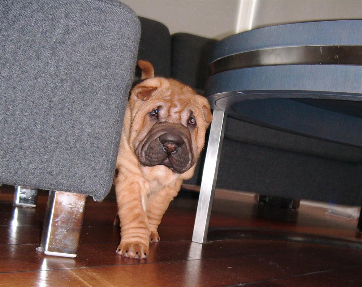 Shar pei Min Nanni ally´s Nemo/ Nemo i daglig tale - hele mit nye hus blev gennemsøgt MANGE gange det første døgn  billede 6