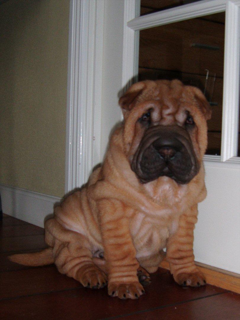 Shar pei Min Nanni ally´s Nemo/ Nemo i daglig tale - min far er lige gået... men jeg er sikker på at han kommer ind her, når han er tilbage  billede 8