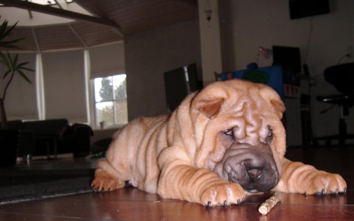 Shar pei Min Nanni ally´s Nemo/ Nemo i daglig tale - det er nu godt med sådan en tyggepind  billede 9