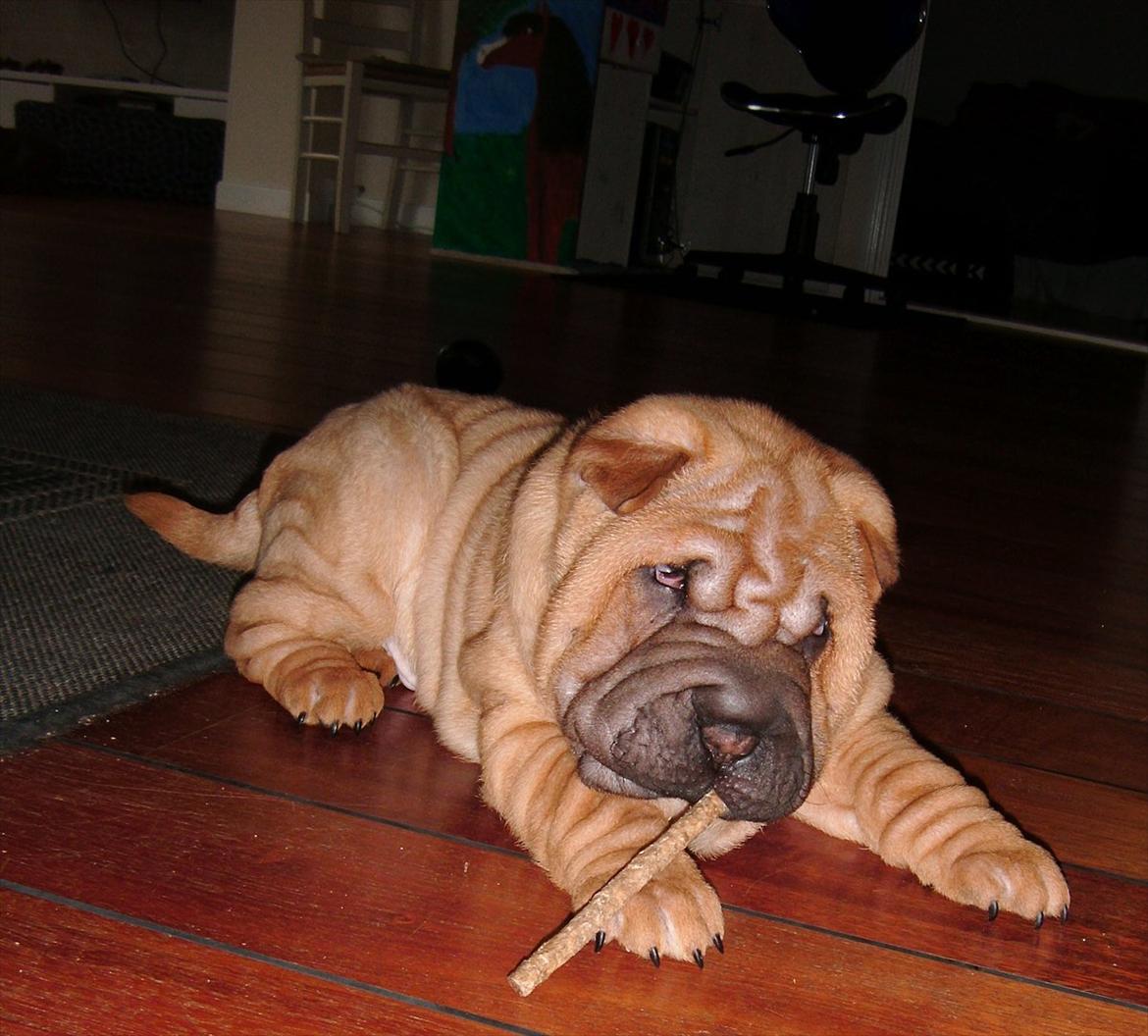 Shar pei Min Nanni ally´s Nemo/ Nemo i daglig tale - mums  billede 10