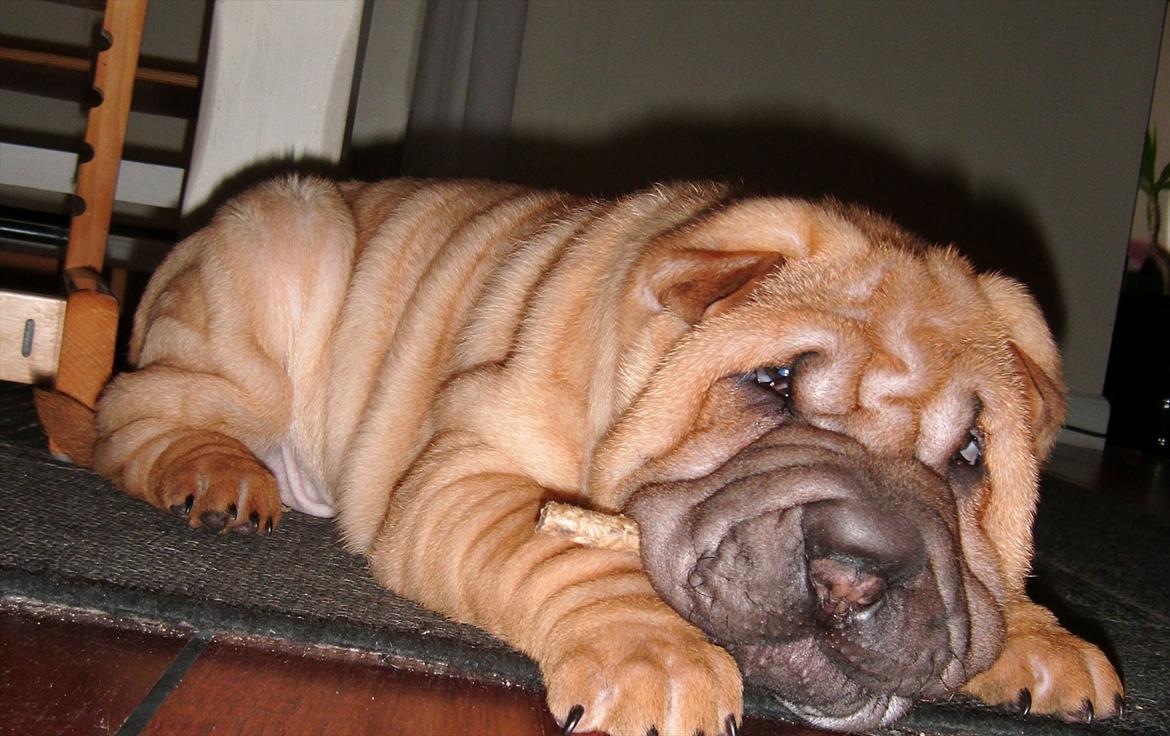 Shar pei Min Nanni ally´s Nemo/ Nemo i daglig tale - den kan bare være så svær at styre  billede 11