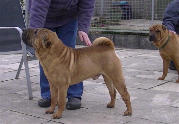 Shar pei Min Nanni ally´s Nemo/ Nemo i daglig tale - min far

Good Fortune its All Good - aka - Jack billede 4