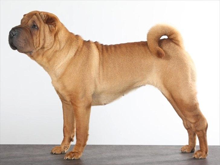 Shar pei Min Nanni ally´s Nemo/ Nemo i daglig tale - Min mor

China dream Ally - aka - Ally  billede 3
