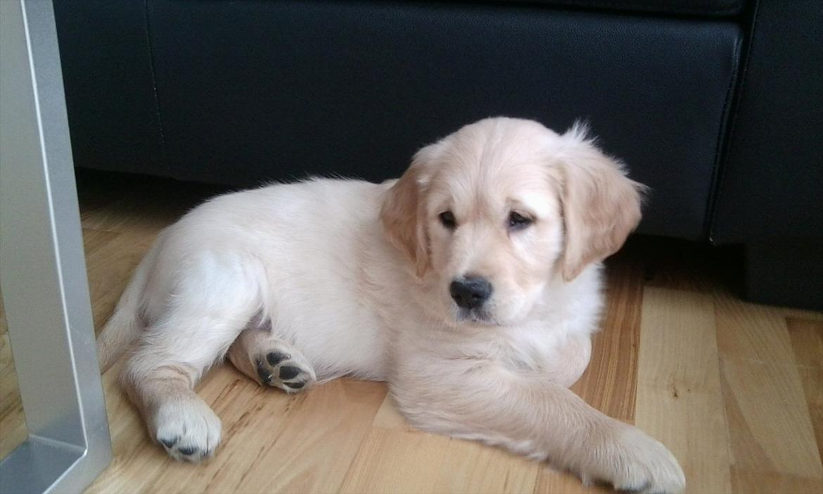 Golden retriever Silas billede 1