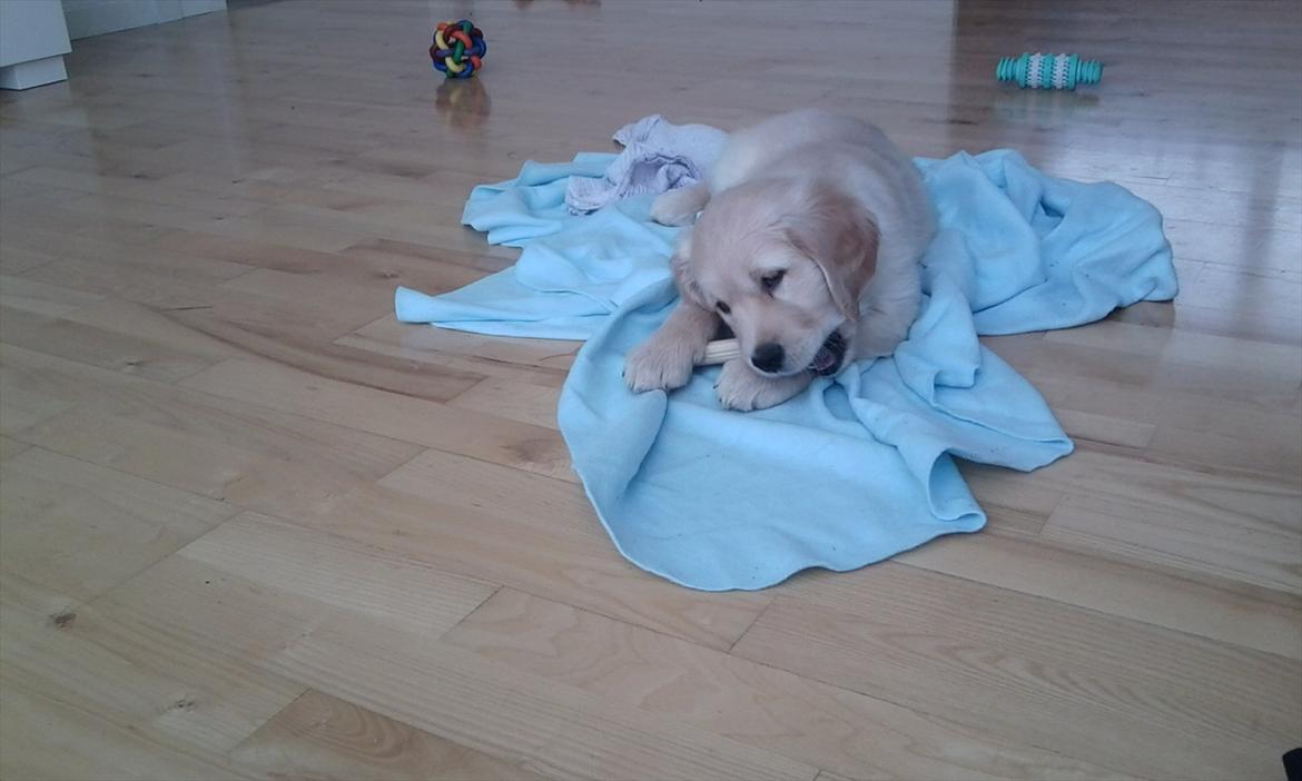 Golden retriever Silas billede 2