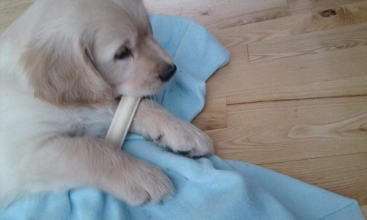 Golden retriever Silas billede 3