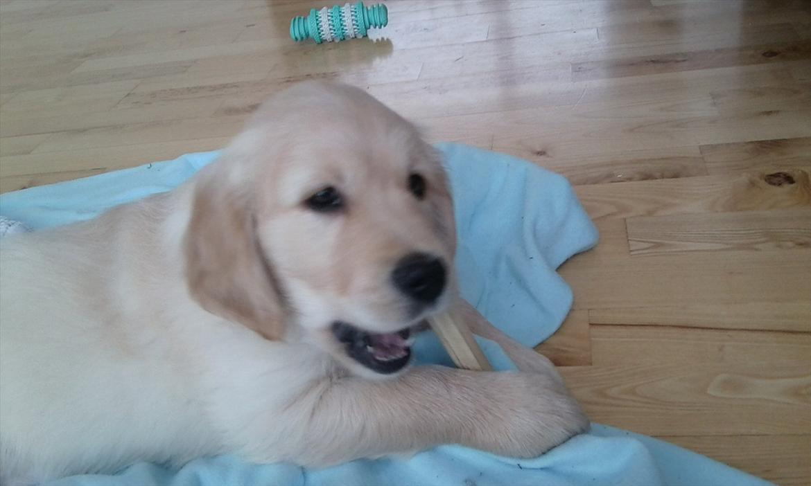 Golden retriever Silas billede 4