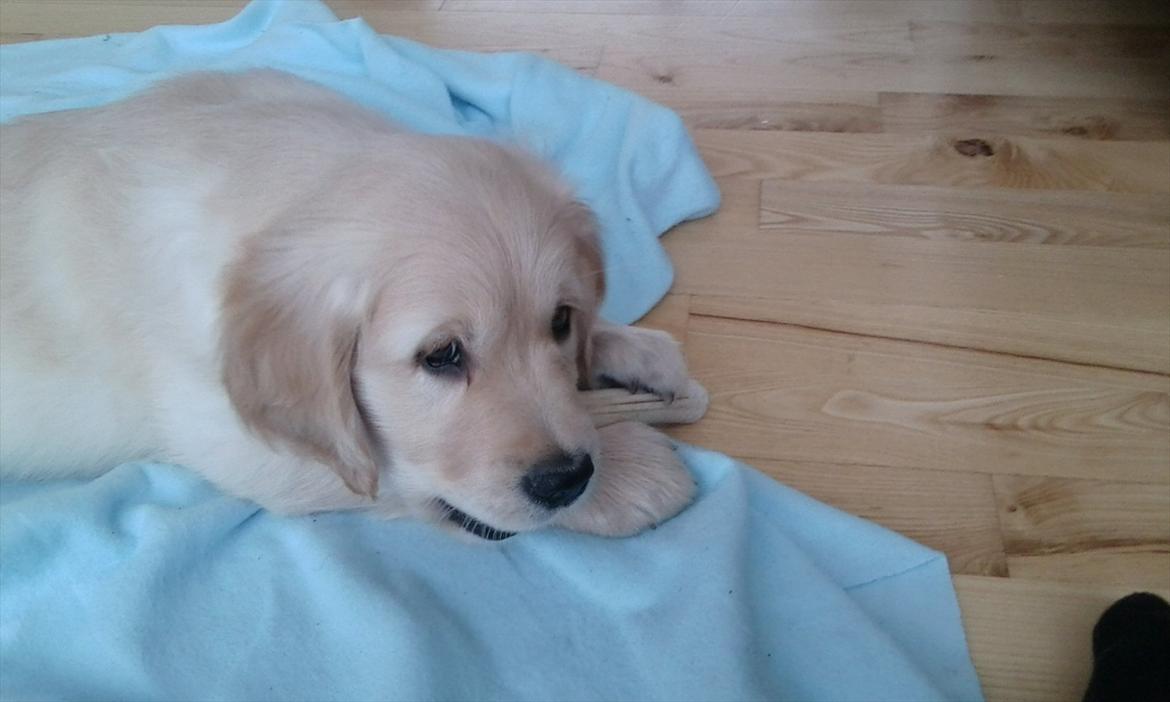 Golden retriever Silas billede 5