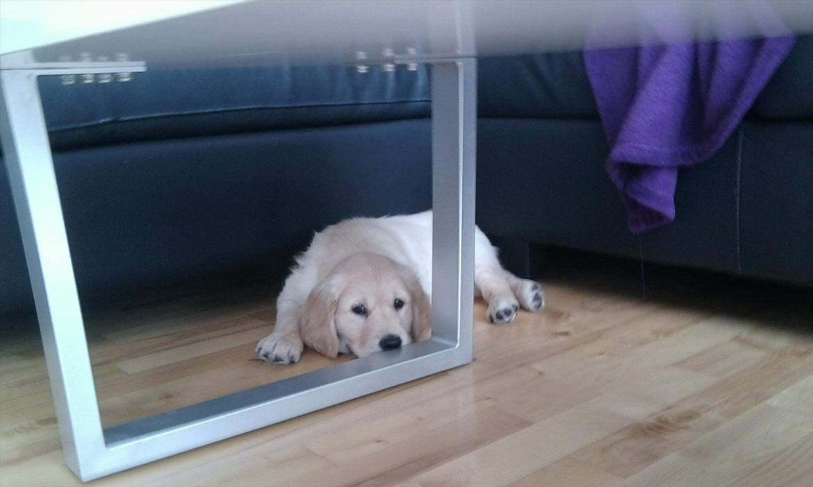 Golden retriever Silas billede 6