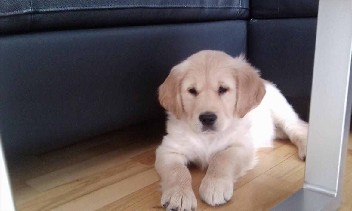 Golden retriever Silas billede 7