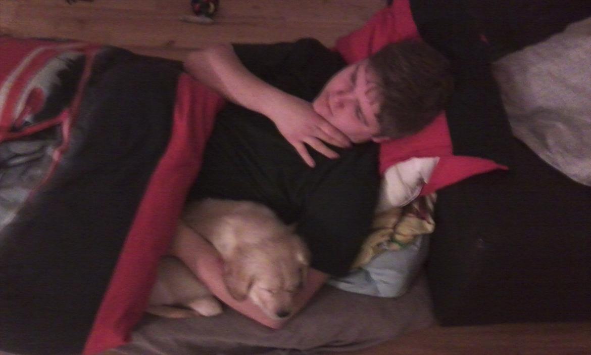 Golden retriever Silas billede 8