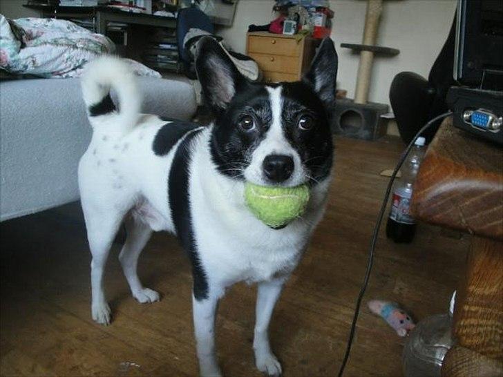 Blanding af racer Himmelhund Charlie  billede 20