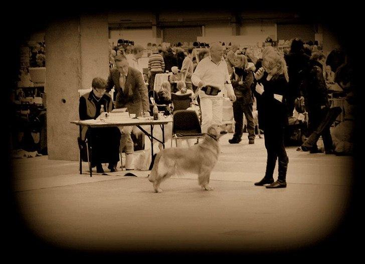 Golden retriever Leongolden Cha Cha Cha - Int. udstilling Fredericia 11-02-12

cha cha knap 21 måneder gammel billede 9