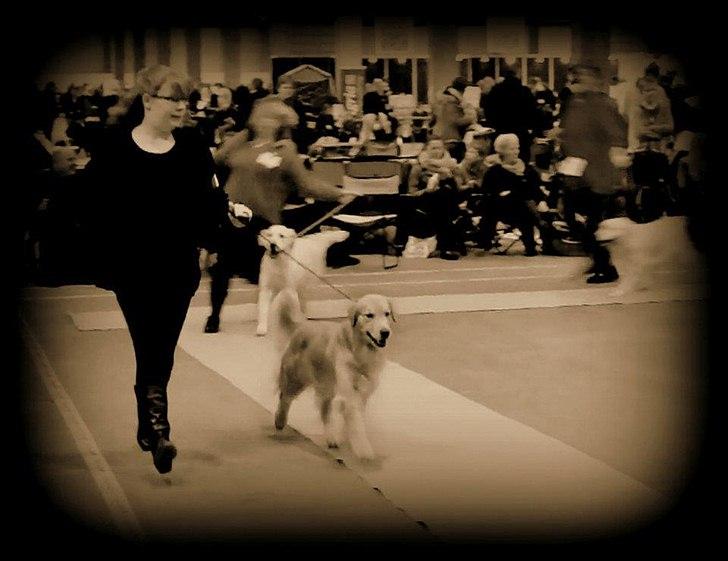 Golden retriever Leongolden Cha Cha Cha - Int. udstilling Fredericia 11-02-12

cha cha knap 21 måneder gammel billede 10