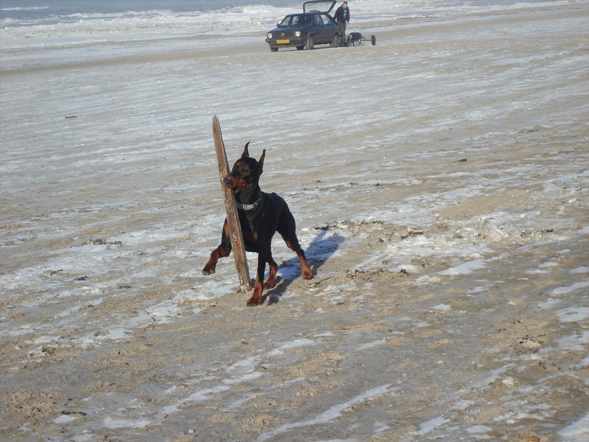 Dobermann Aishia - De sejeste pinde er de store pinde.  billede 8