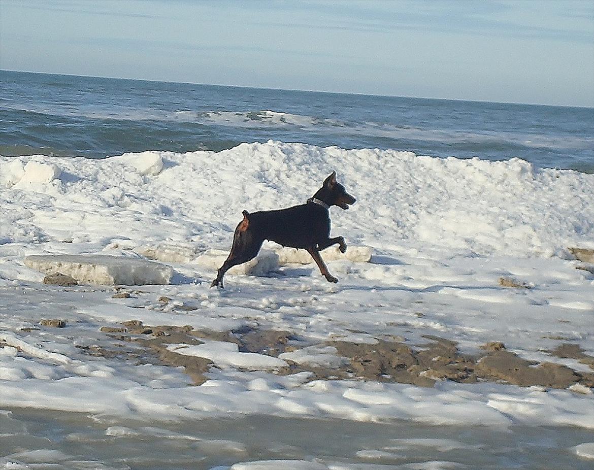 Dobermann Aishia - puéha' sneen er godt nok kold!  billede 10