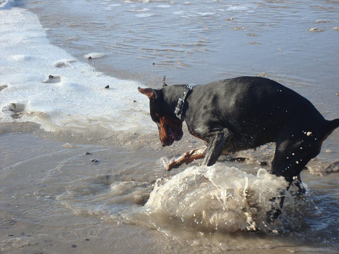 Dobermann Aishia billede 11