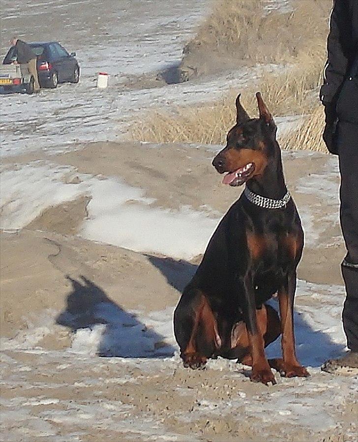 Dobermann Aishia - Lækker dame billede 2