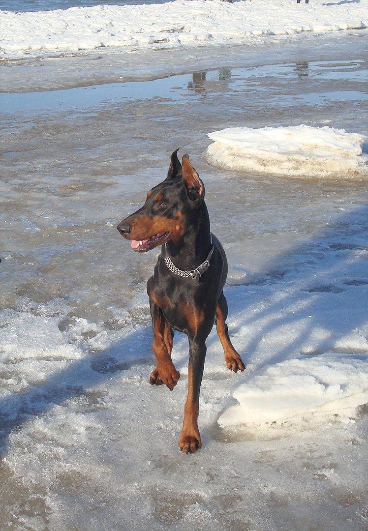 Dobermann Aishia - Aishia billede 18