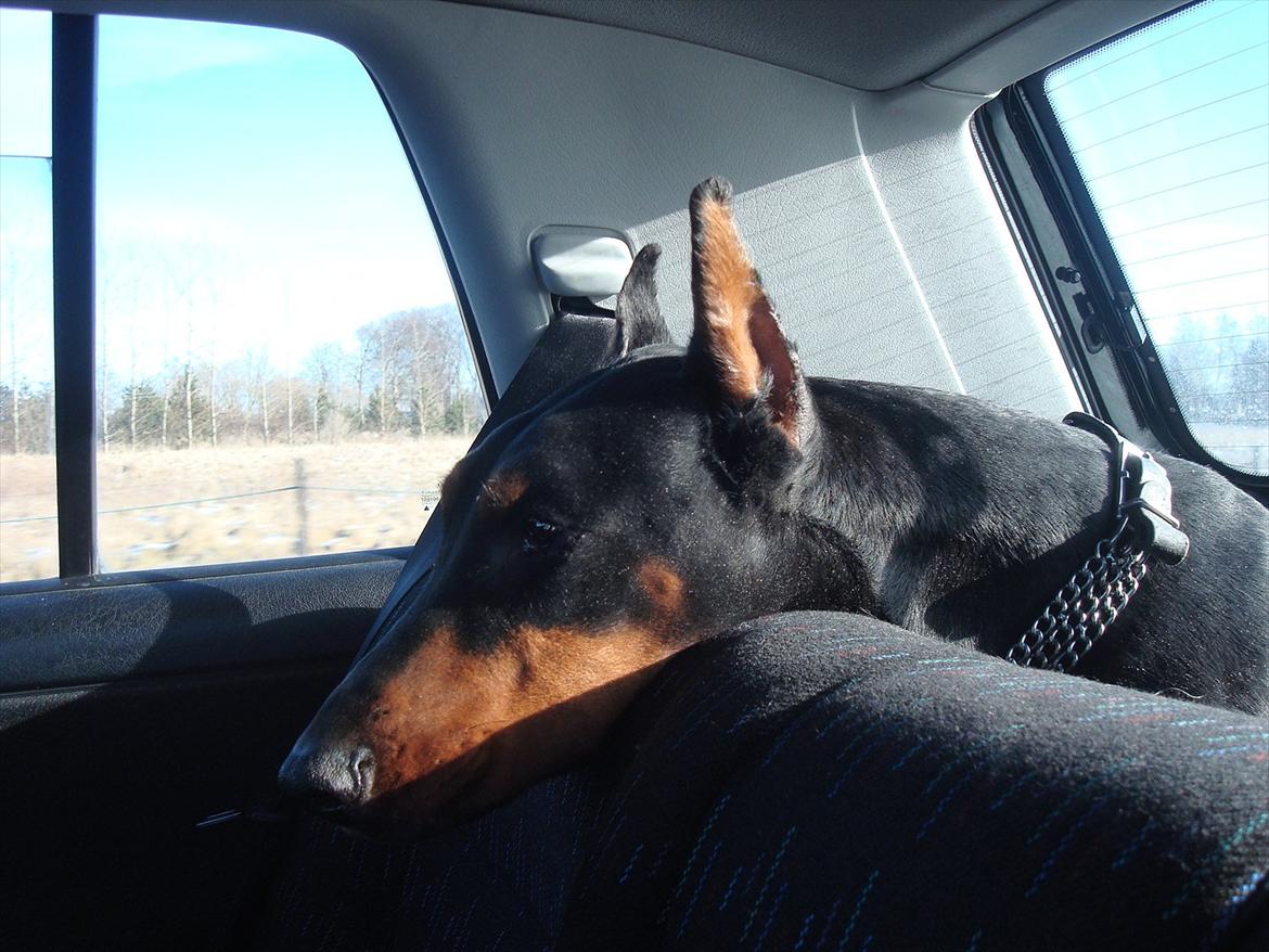 Dobermann Aishia billede 12