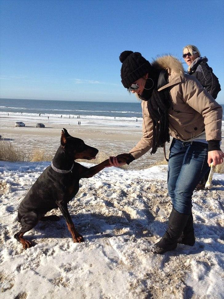 Dobermann Aishia - Giv pote billede 13