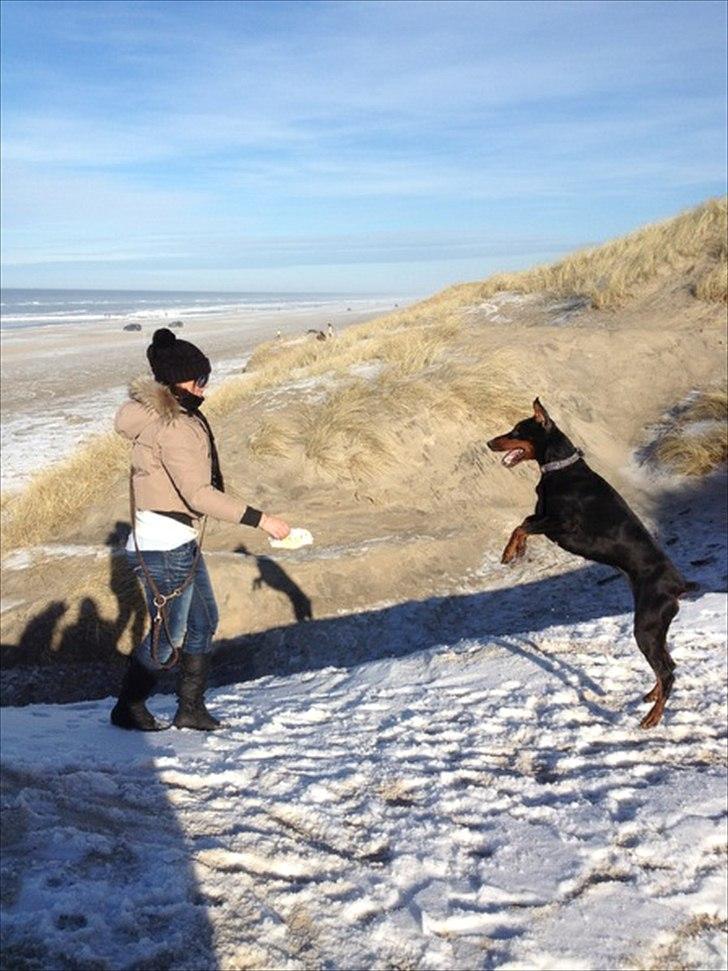 Dobermann Aishia - HOP billede 16