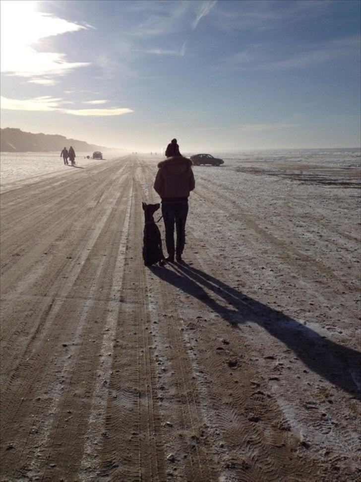 Dobermann Aishia billede 20