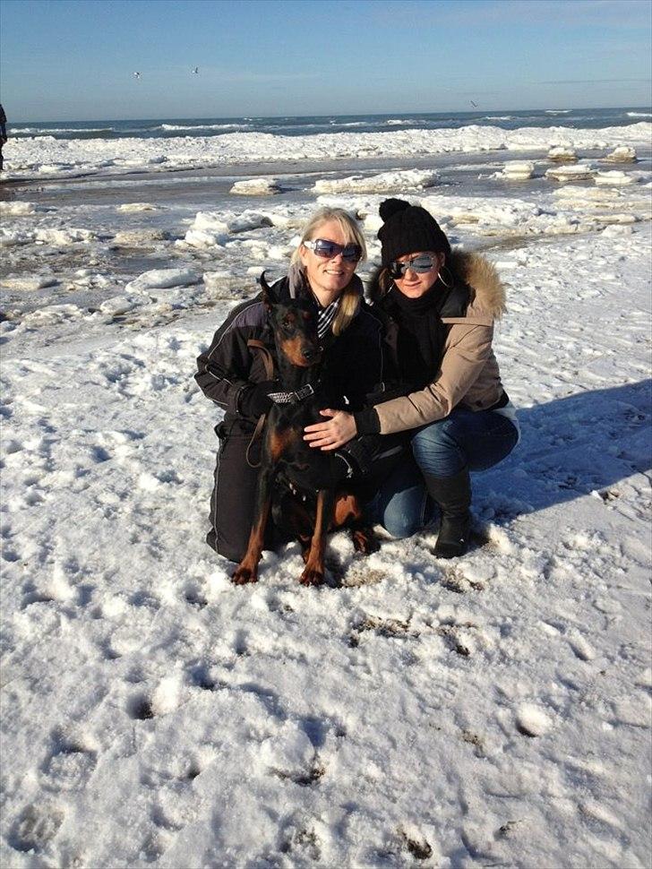 Dobermann Aishia billede 17