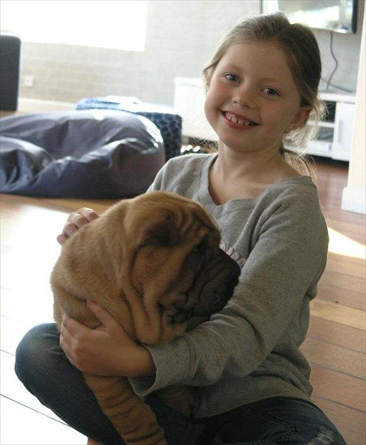 Shar pei Min Nanni ally´s Nemo/ Nemo i daglig tale - en af de små mennesker i mit nye hjem <3 hun er sød  billede 15
