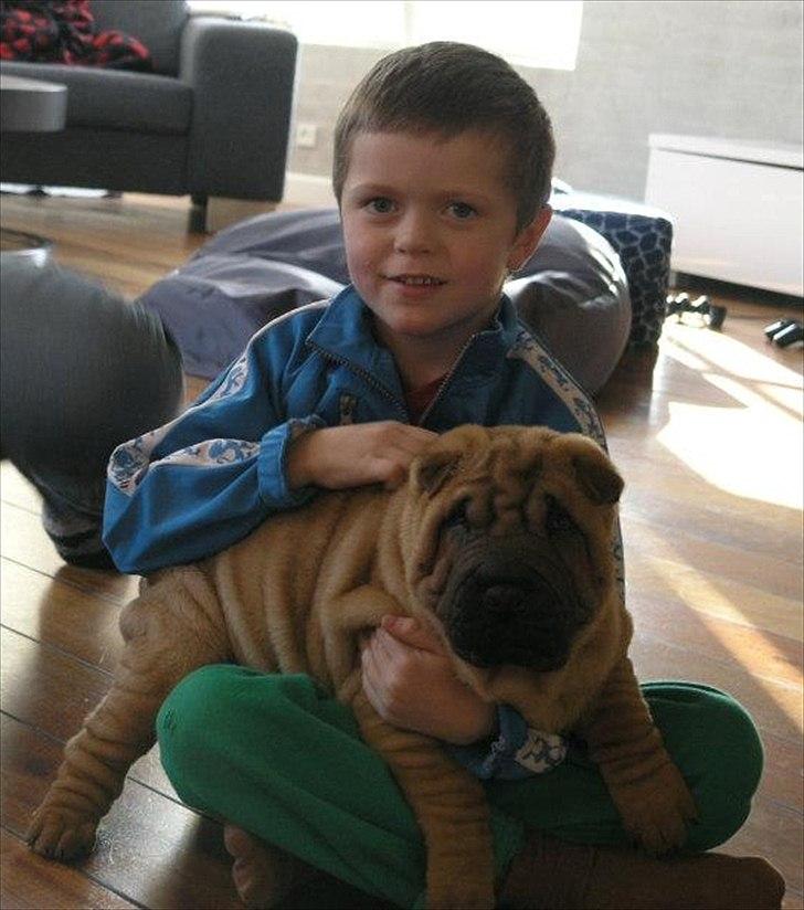 Shar pei Min Nanni ally´s Nemo/ Nemo i daglig tale - en anden af de små mennesker hvor jeg bor nu.. <3 han har krudt i måsen  billede 16