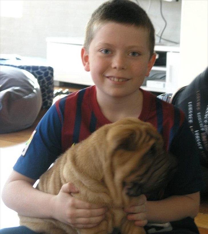 Shar pei Min Nanni ally´s Nemo/ Nemo i daglig tale - den tredie af de små mennesker... han er super god til at gå med ud når jeg skal tisse <3  billede 17
