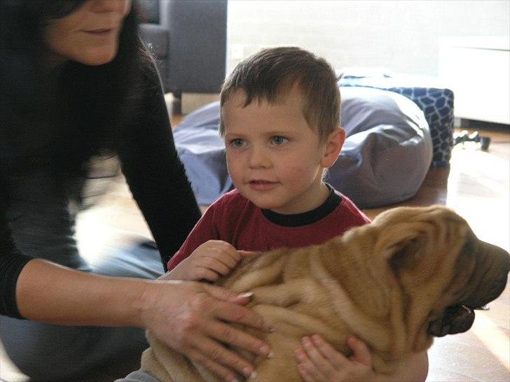 Shar pei Min Nanni ally´s Nemo/ Nemo i daglig tale - den fjerde og allermindste lillefyr i mit nye hus... han er smadder sød  billede 18