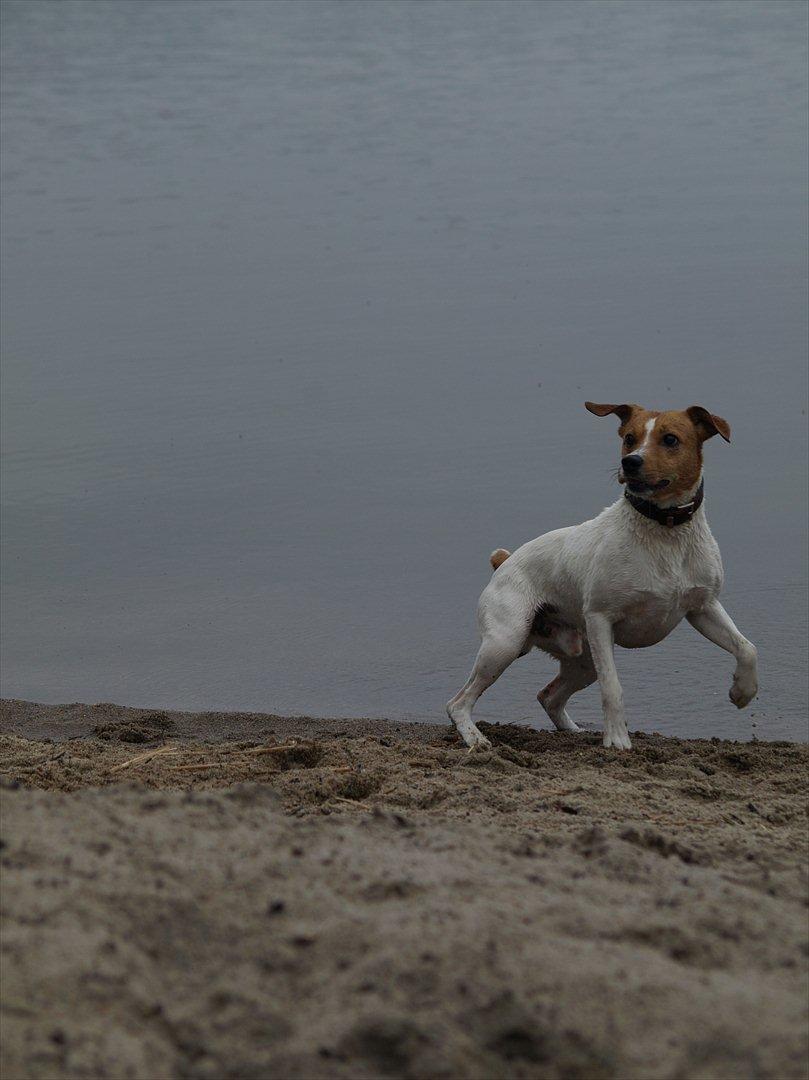 Blanding af racer BOB billede 6