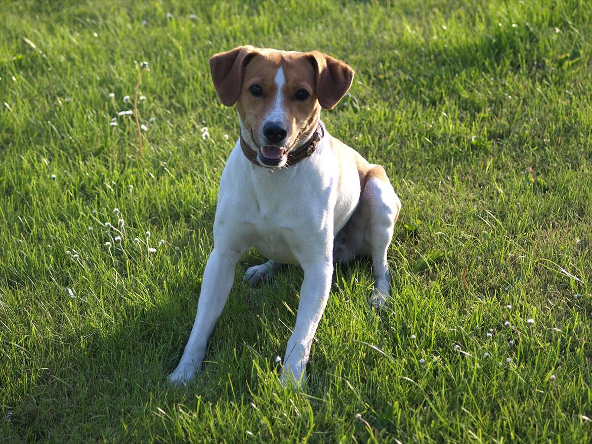 Blanding af racer BOB billede 3