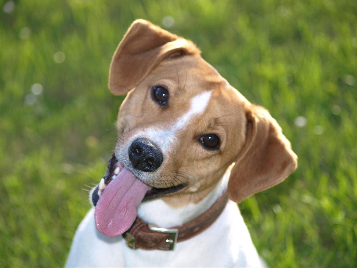 Blanding af racer BOB billede 2