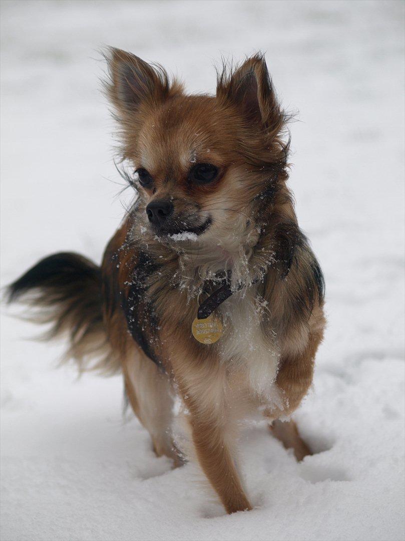 Chihuahua choko billede 1