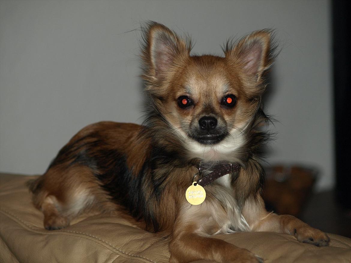 Chihuahua choko billede 2