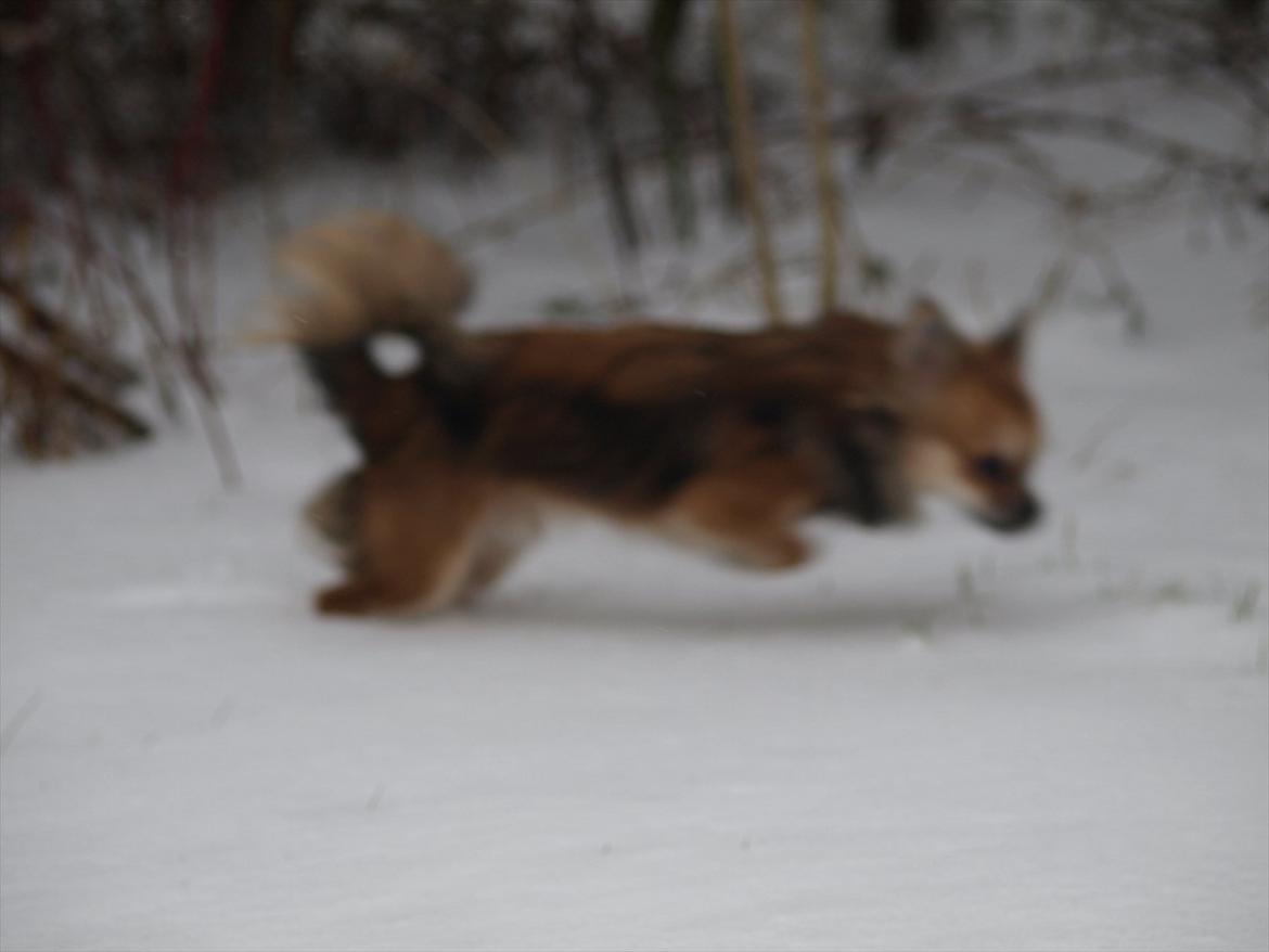 Chihuahua choko billede 3