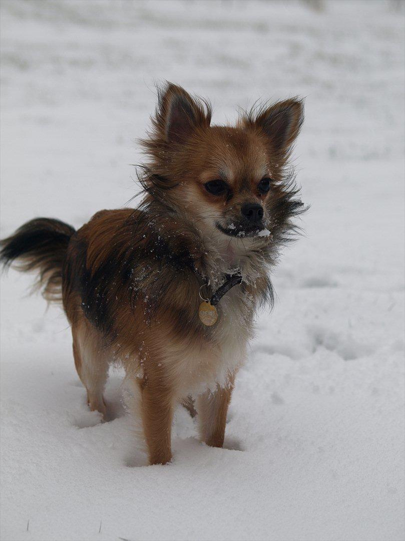 Chihuahua choko billede 4