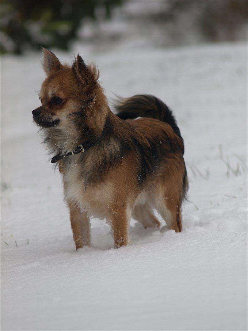 Chihuahua choko billede 5