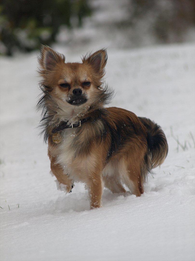 Chihuahua choko billede 6