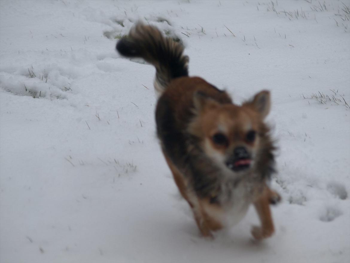 Chihuahua choko billede 7