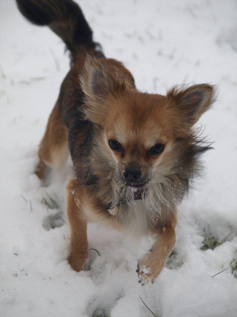 Chihuahua choko billede 8