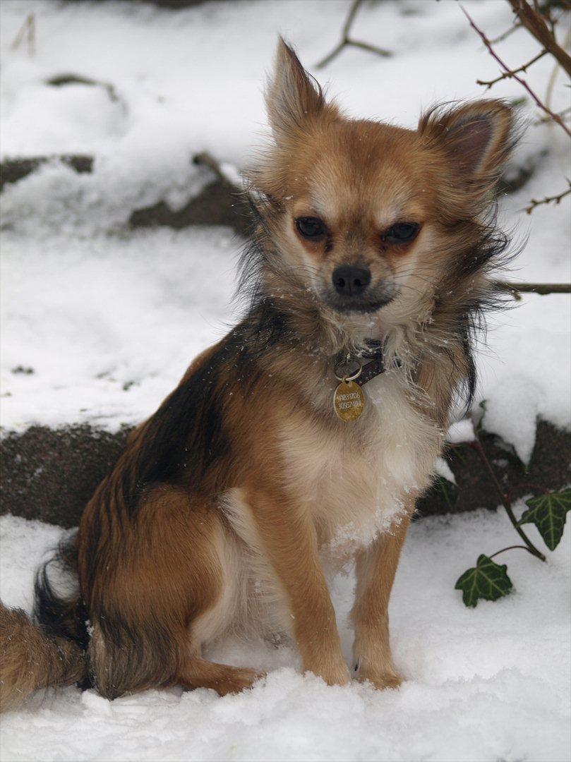 Chihuahua choko billede 9