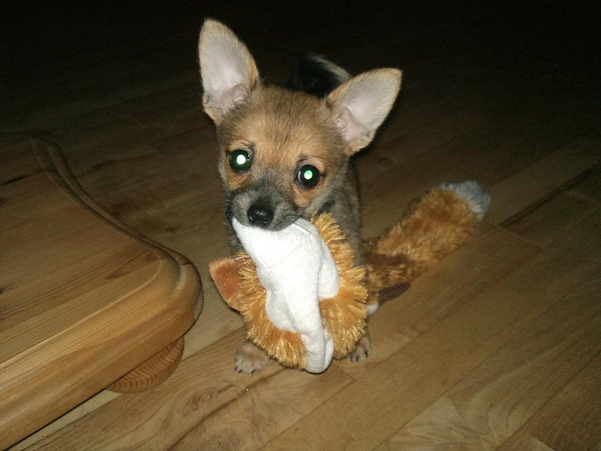Blanding af racer Chihuahua/Pomeranian Holly (Holsen) - lille mig, kun 3 mdr. gammel med mit yndlings legetøj :)  billede 6