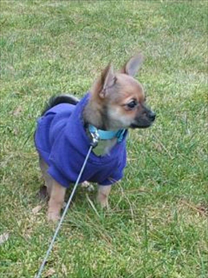 Blanding af racer Chihuahua/Pomeranian Holly (Holsen) - første gåtur med min lille fine trøje, det var lidt koldt om min lille mave, så blev lidt syg:( men så var det godt at min trøje kunne holde mig dejlig varm :) tusinde tak mor og far, for den fine gave :)  billede 7